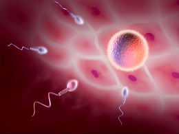 fertilitate in vitro